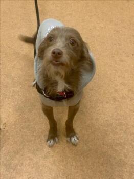 AMADEOS -  Terrier Dog for Adoption in Martinez, California - AMADEOS | PetCurious