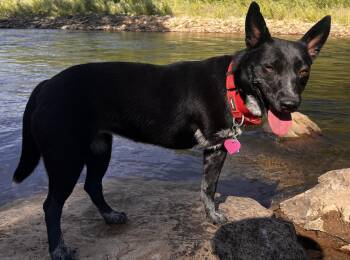 Zelda -  Australian Cattle Dog Blue Heeler Dog for Adoption in Chinle, Arizona - Zelda | PetCurious