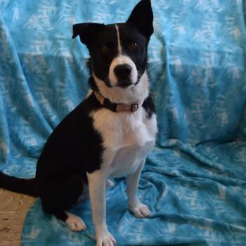 Chuck -  Border Collie Dog for Adoption in Eureka, California - Chuck | PetCurious