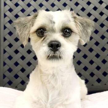 Shih Tzu Dogs Available for Adoption in Fort Davis, Texas - Grills | PetCurious