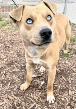 Chihuahua and Mixed Breed Dogs Available for Adoption - A251937 | PetCurious