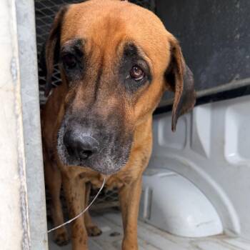 Fabiana -  Shepherd and Mixed Breed Dog for Adoption in Edinburg, Texas - Fabiana | PetCurious