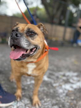 Rescue Pug and Beagle Dogs for Adoption in Margate, Florida - Zoe | PetCurious