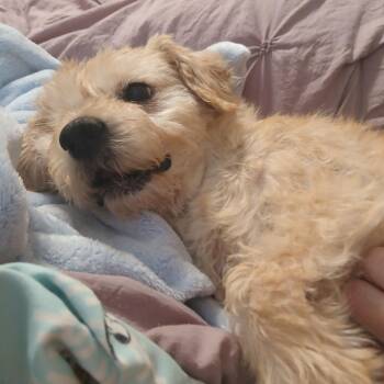 Mixed Breed Dogs Available for Adoption - Chuck | PetCurious