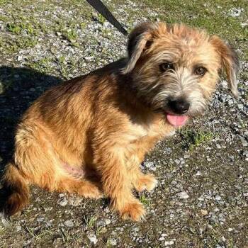 Wheaten Terrier Dogs Available for Adoption in Grand Bay, Alabama - Ken | PetCurious