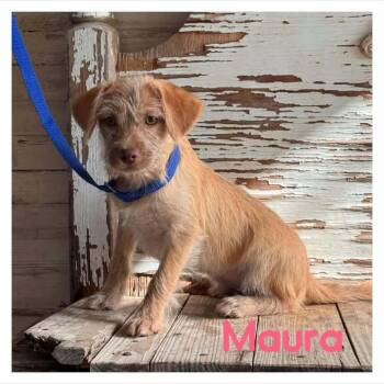 Maura -  Dachshund Dog for Adoption in Coldwater, Michigan - Maura | PetCurious