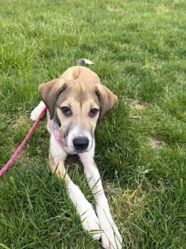 Shepherd and Hound Dogs Available for Adoption in Berlin, New Jersey - Pixel | PetCurious