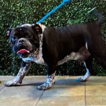 Crepe -  Boxer and Mixed Breed Dog for Adoption in Tacoma, Washington - Crepe | PetCurious