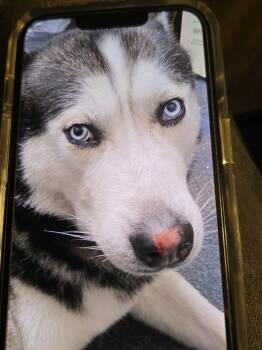 Husky Dogs Available for Adoption in New Smyrna Beach, Florida - Alpha | PetCurious