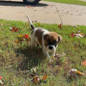 Gus -  Shepherd and Mixed Breed Dog for Adoption in Fayetteville, Arkansas - Gus | PetCurious