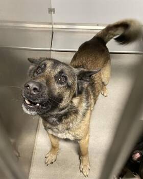 Belgian Shepherd Malinois and Mixed Breed Dogs Available for Adoption - A606953 | PetCurious