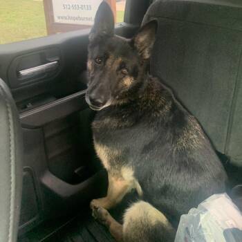 Maggie -  German Shepherd Dog and Mixed Breed Dog Available for Adoption in Buchanan Dam, Texas - Maggie | PetCurious