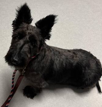 Rescue Scottish Terrier Dogs for Adoption in Rockaway, New Jersey - Brandy | PetCurious
