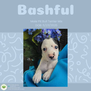 Rescue Pit Bull Terrier Dogs for Adoption in Pottstown, Pennsylvania - Bashful | PetCurious