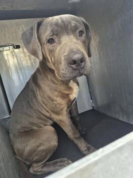 BAY -  American Staffordshire Terrier Dog for Adoption in San Antonio, Texas - BAY | PetCurious