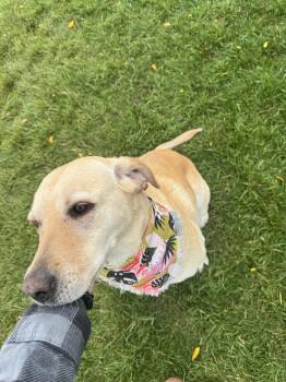 Rescue Yellow Labrador Retriever Dogs for Adoption - Akio (A-key-o) | PetCurious