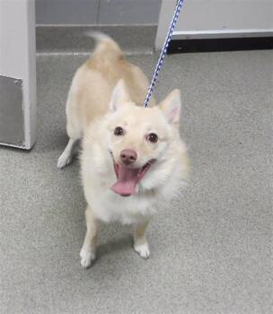 Schipperke and Mixed Breed Dogs Available for Adoption - ATHENA | PetCurious