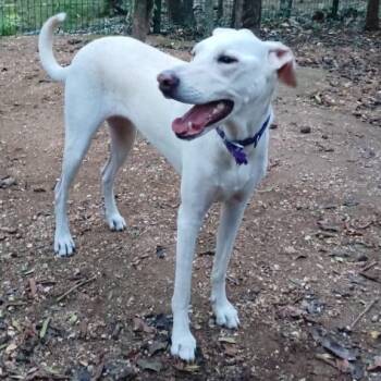 Abby -  Greyhound and Whippet Dog for Adoption in New York, New York - Abby | PetCurious