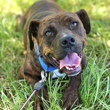 Rescue Pit Bull Terrier and Plott Hound Dogs for Adoption in Pelham, New Hampshire - Phoebe | PetCurious