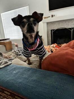 Estrella -  Chihuahua Dog for Adoption in San Diego, California - Estrella | PetCurious