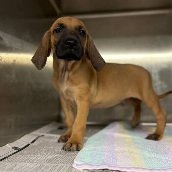 Mixed Breed Dogs Available for Adoption - Leatherman | PetCurious