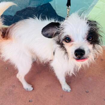 Javier -  Chihuahua Dog for Adoption in Fort Lauderdale, Florida - Javier | PetCurious