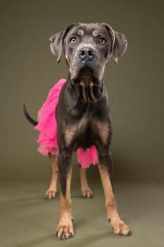 Stormee -  Pit Bull Terrier and Mixed Breed Dog for Adoption in Atlanta, Georgia - Stormee | PetCurious