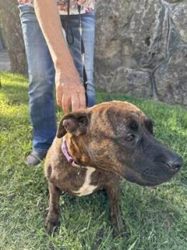 Pit Bull Terrier and Mixed Breed Dogs Available for Adoption in Honolulu, Hawaii - Bountiful | PetCurious