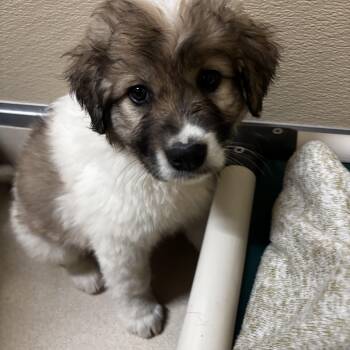 Sahara -  Border Collie Dog Available for Adoption in Mineral Point, Wisconsin - Sahara | PetCurious