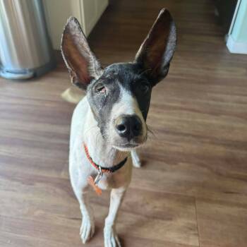 Rescue Mixed Breed Dogs for Adoption in Bend, Oregon - Chance | PetCurious