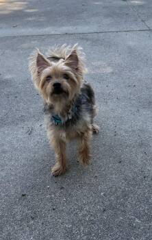 Jazzy -  Yorkshire Terrier Dog for Adoption in Warwick, Rhode Island - Jazzy | PetCurious