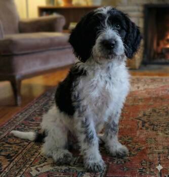 Standard Poodle and Beagle Dogs Available for Adoption - Zelda | PetCurious