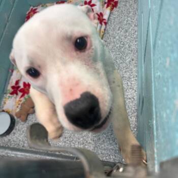 Mixed Breed Dogs Available for Adoption - Murphy | PetCurious