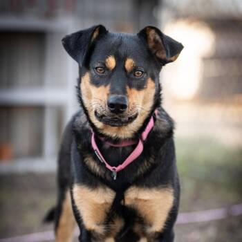 Australian Kelpie Dogs Available for Adoption - Frieda IM | PetCurious