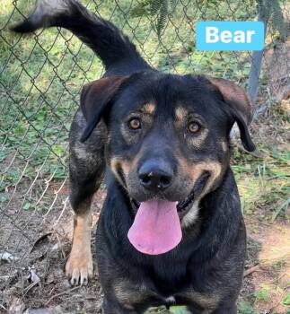 Rescue Shepherd Dogs for Adoption in Roswell, Georgia - Bear | PetCurious