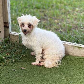 Bliss 3733 -  Maltese and None Dog for Adoption in Loxahatchee Groves, Florida - Bliss 3733 | PetCurious