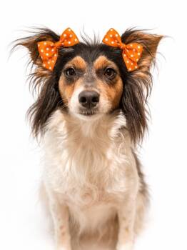 Rat Terrier Dogs Available for Adoption in Mansfield, Texas - Eloise | PetCurious