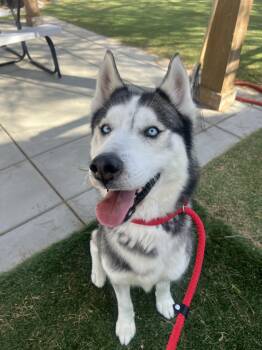 Siberian Husky and Alaskan Malamute Dogs Available for Adoption - Milton | PetCurious
