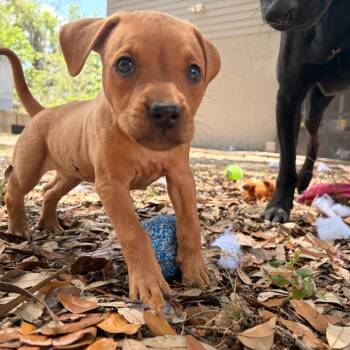 Hound Dogs Available for Adoption in Melrose, Florida - Ophelia | PetCurious