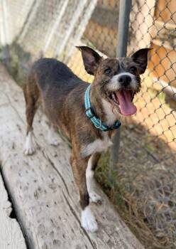 Olivia -  Wirehaired Terrier and Mixed Breed Dog for Adoption in Severance, Colorado - Olivia | PetCurious