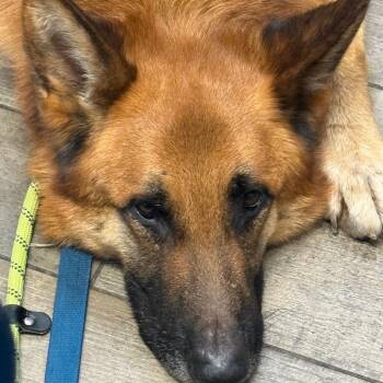 Wyatt -  German Shepherd Dog Dog for Adoption in Rochester, Minnesota - Wyatt | PetCurious