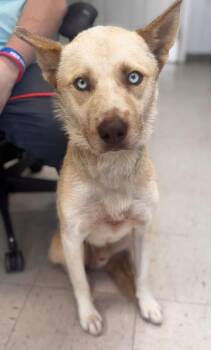 Spirit -  Husky Dog for Adoption in Waverly, Tennessee - Spirit | PetCurious