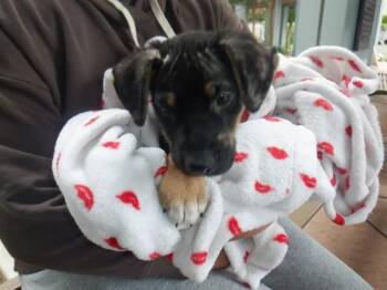 German Shepherd Dog Dogs Available for Adoption in San Jose, California - TANTOR | PetCurious