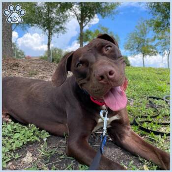 Rescue Labrador Retriever and Mixed Breed Dogs for Adoption in Sugar Land, Texas - VINNY | PetCurious