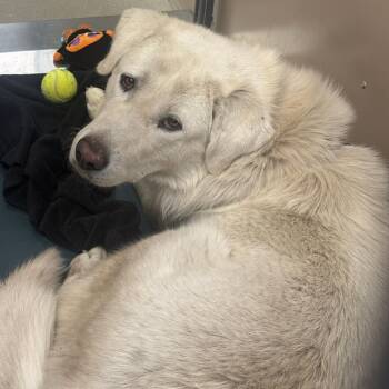 Akbash Dogs Available for Adoption in Murray, Utah - Prayla | PetCurious