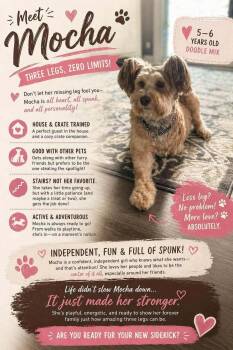 Poodle and Labrador Retriever Dogs Available for Adoption in Anchorage, Alaska - Mocha | PetCurious