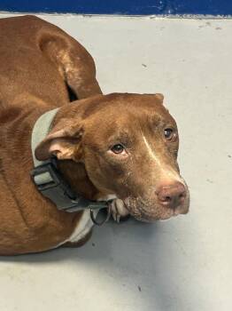 Bambi -  Pit Bull Terrier Dog for Adoption in Hartsville, South Carolina - Bambi | PetCurious
