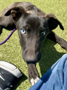 Ta Da Pasta -  Mixed Breed Dog for Adoption in Wichita, Kansas - Ta Da Pasta | PetCurious