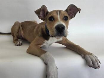 Terrier Dogs Available for Adoption - COPPER | PetCurious
