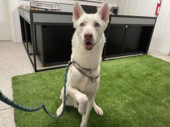 Storm -  Shepherd Dog for Adoption in Muskegon, Michigan - Storm | PetCurious